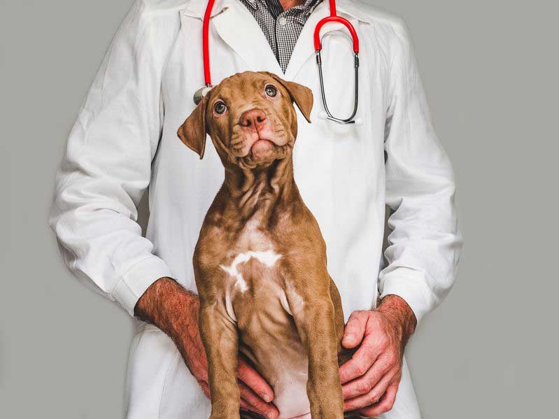 Five Symptoms That Indicate Illness In Your vizsla