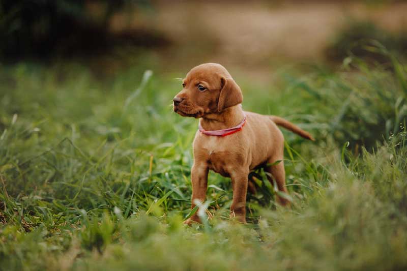 How Much Do Vizsla Puppies Cost?