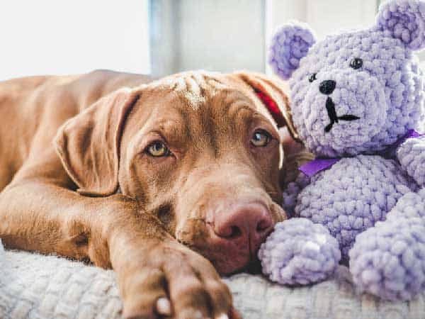 Why Do Vizsla Dogs Snore, and is It Normal?