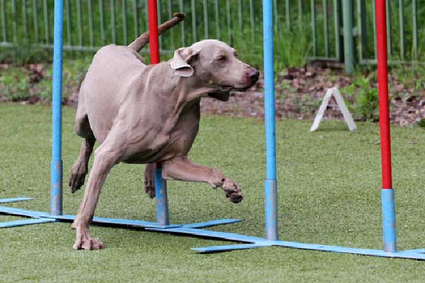 Are Weimaraners Easy to train?