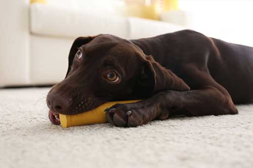 Can German Shorthaired Pointers Be Left Alone?