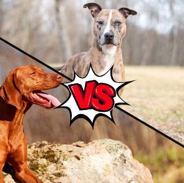 Vizsla vs Catahoula Leopard Dog