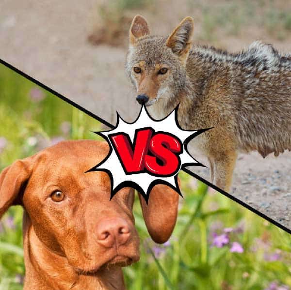 Vizsla vs Coyote