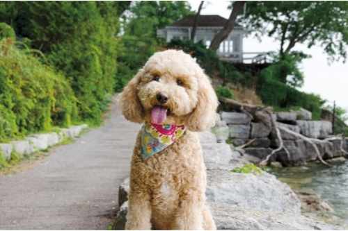 Is Cockapoo a Good Family Dog? 