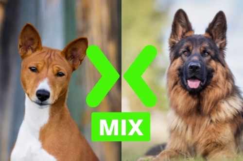 Basenji and German Shepherd Mix
