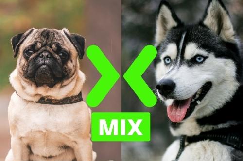 Pug and Siberian Husky Mix