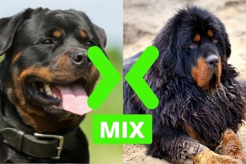 Tibetan Mastiff and Rottweiler Mix