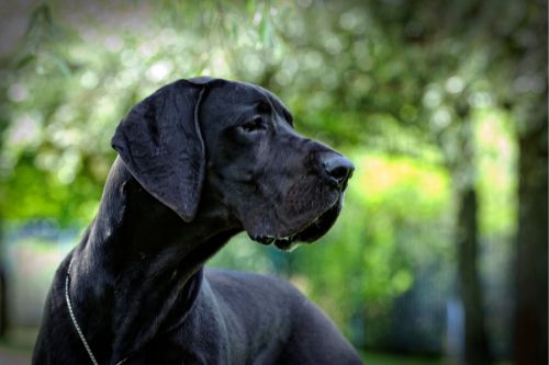 About Great Danes