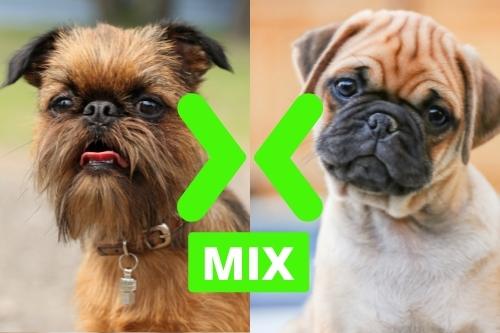 Brussels Griffon and Pug Mix