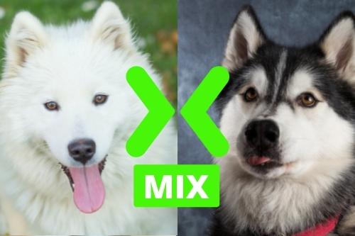 Samoyed and Siberian Husky Mix