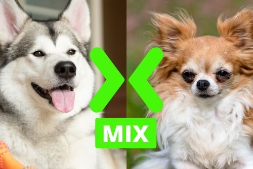 Chihuahua and Husky Mix