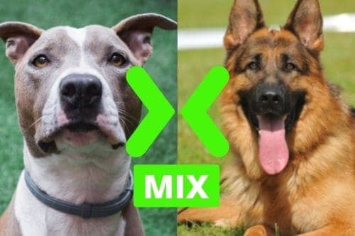 German Shepherd and Pitbull Mix