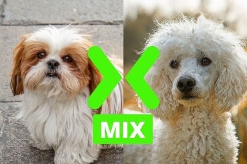 Shih-Poo: Shih Tzu and Poodle Mix A Complete Guide