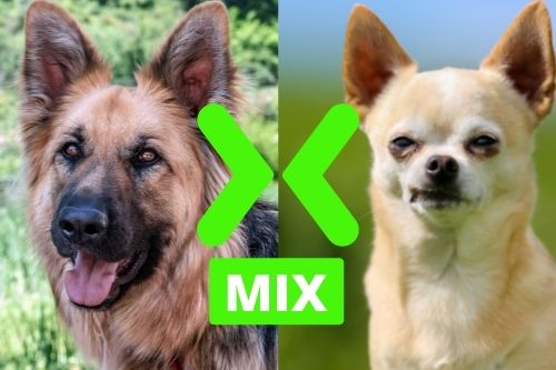 German Shepherd And Chihuahua Mix