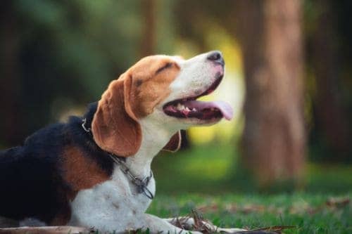 About Beagles