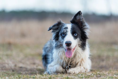About Border Collies