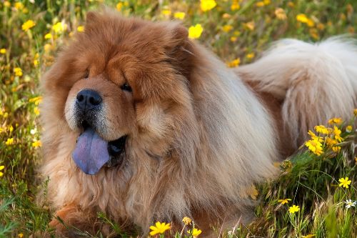 About Chow Chow Dogs