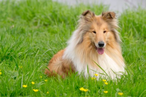 About Collie Dogs