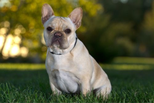 About French Bulldogs