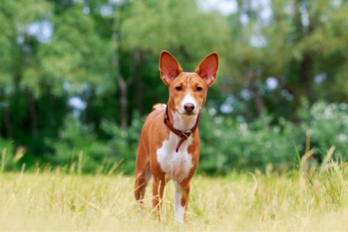 Overview of the Basenji 
