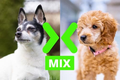 Toy Fox Terrier and Poodle Mix