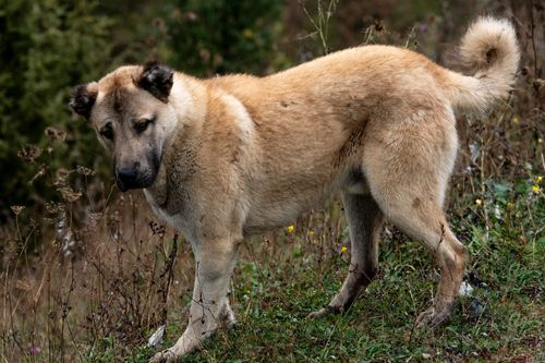 Anatolian Shepherd Dog Breed