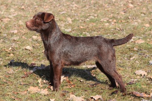 Patterdale Terrier Dog Breed