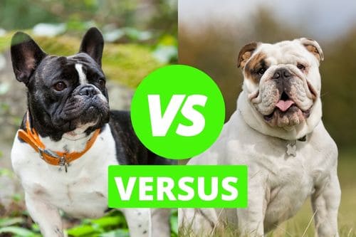 French Bulldog vs English Bulldog