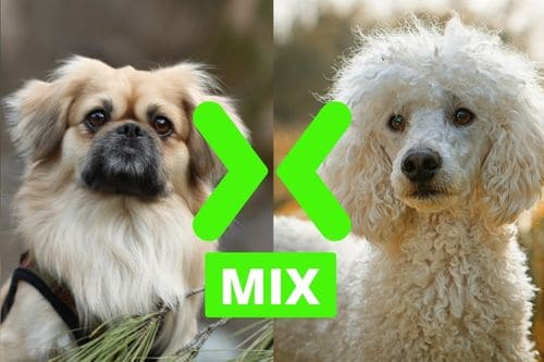 Pekingese and Poodle Mix
