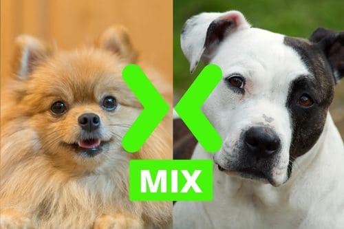 Pomeranian and Pitbull Mix