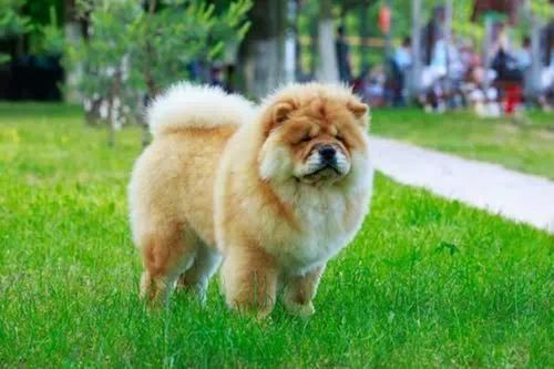 Can Chow Chows Live Outside